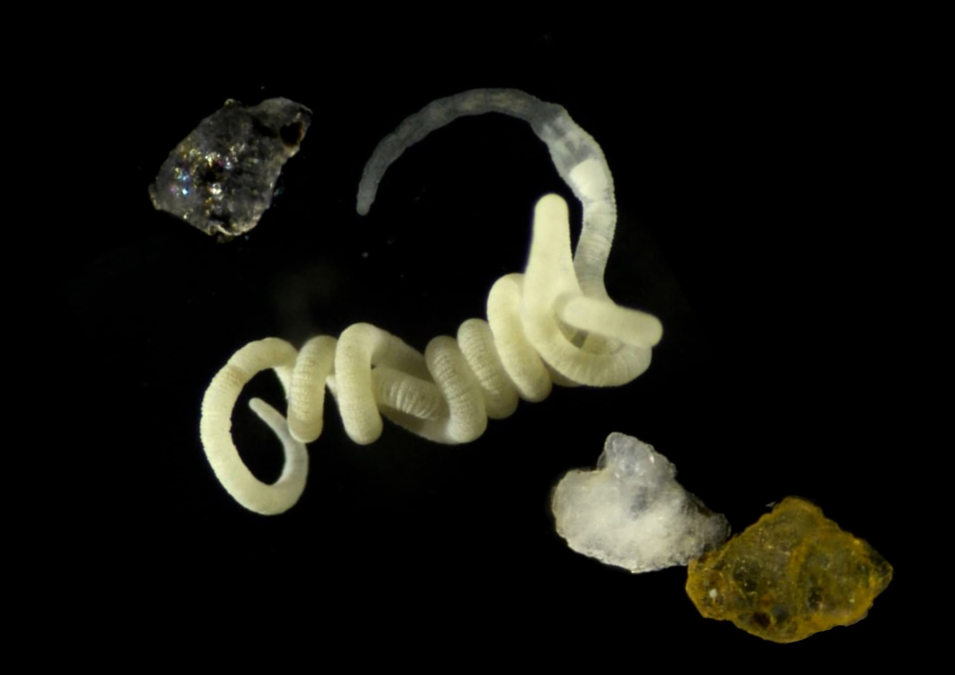 Nature's original bioplastic is food for animals