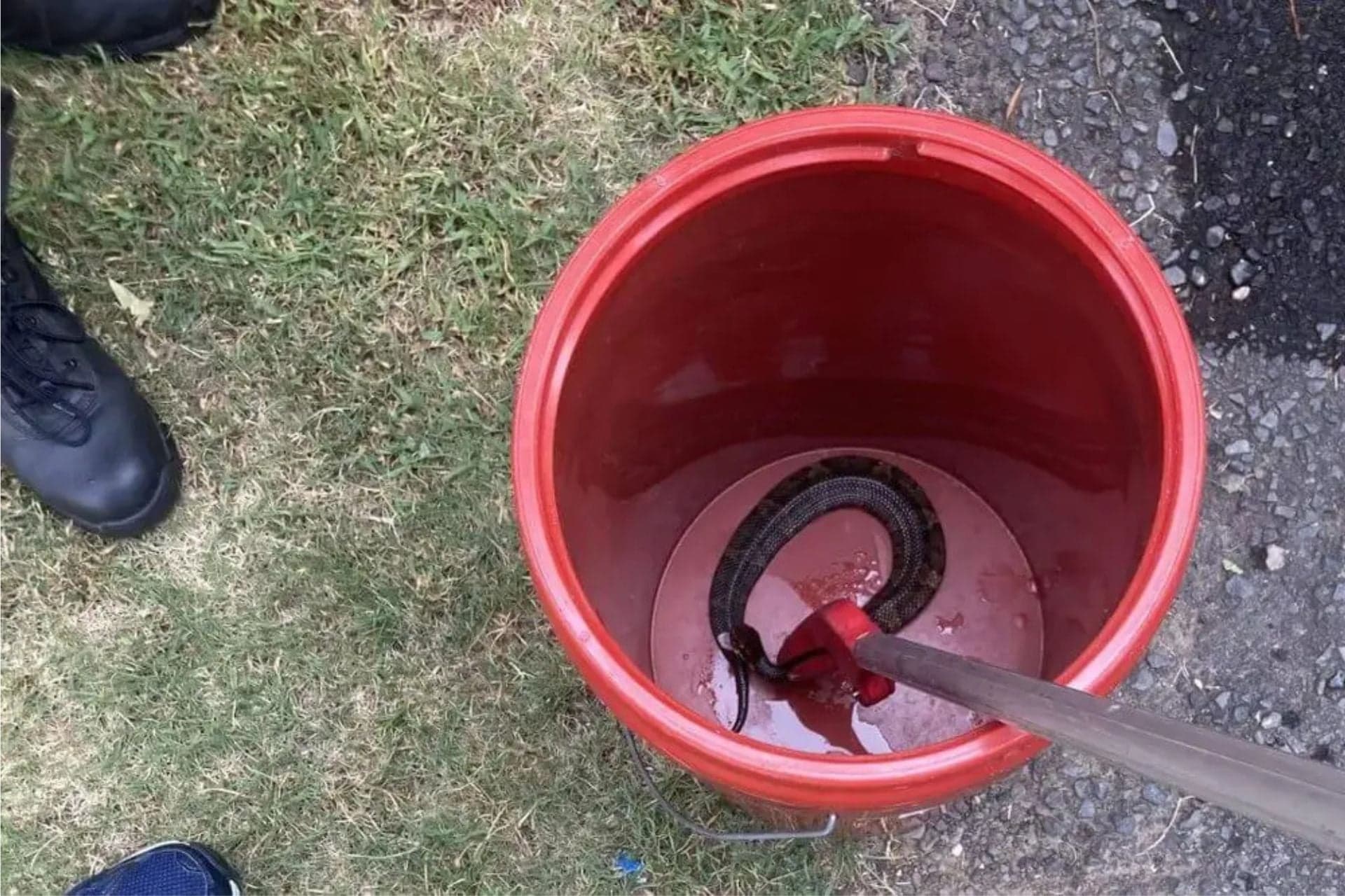 Snake In Helmet