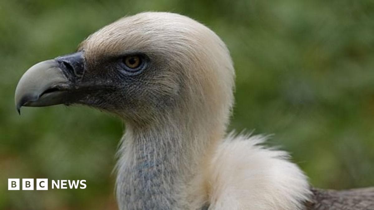 A griffon vulture standing on the ground, seen from the chest and neck up.