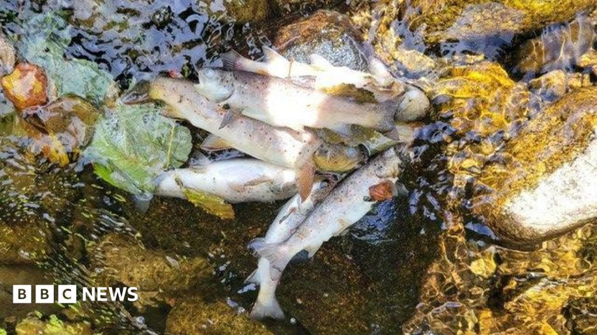 Dead fish lying in a river. Fish lying on the rock with white underbellies and grey fins.