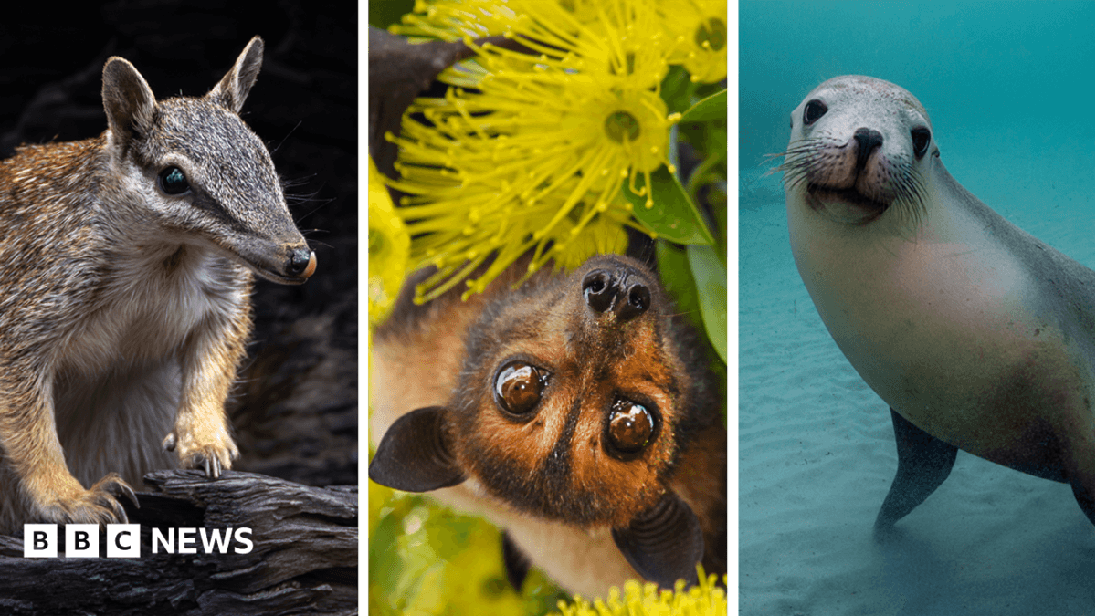 L-R: Numbat, Australian Flying Fox and Australian Sea Lion