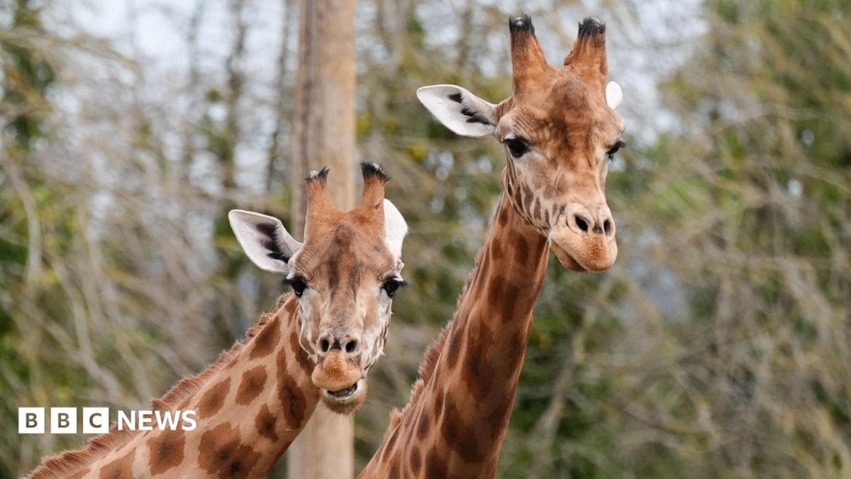 The UK's only herd of Kordofan giraffes; Gaya, Kofi and Gaya's calf Floris in their new enclosure at Twycross Zoo in Little Orton, Leicestershire