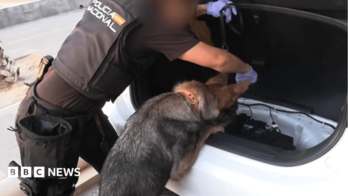 A dog, which looks like a German shepherd, peers into the boot of a white car while a police officer with blue plastic gloves on points into the boot. The police officer is wearing a uniform that reads: Policia Nacional