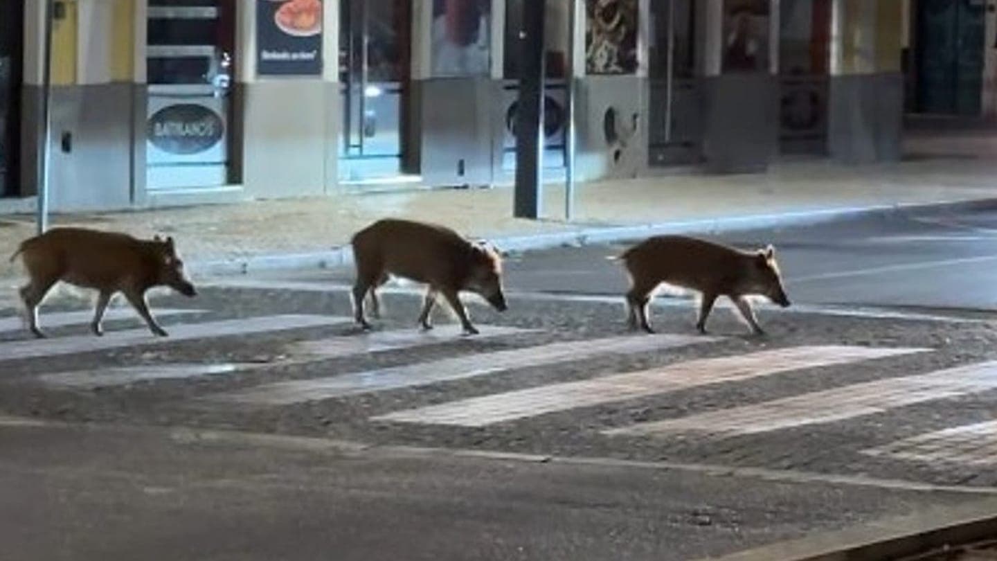 Wild boar roam Setúbal streets: videos show animals using pedestrian crossings at night