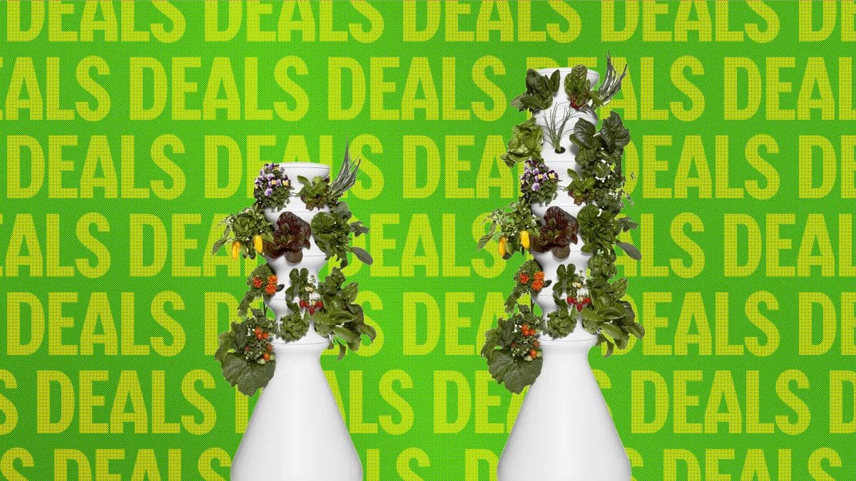 Image may contain Jar Plant Planter Potted Plant Pottery Vase Flower Flower Arrangement Herbal Herbs and Art