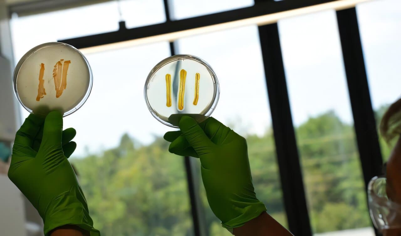 Biodiversity as the Basis for New Drugs