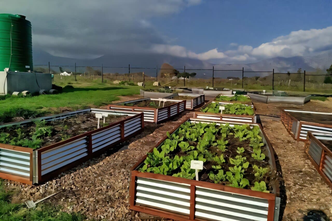 This South African river has a bacteria count off the charts: A natural filter is cleaning it for watering food gardens