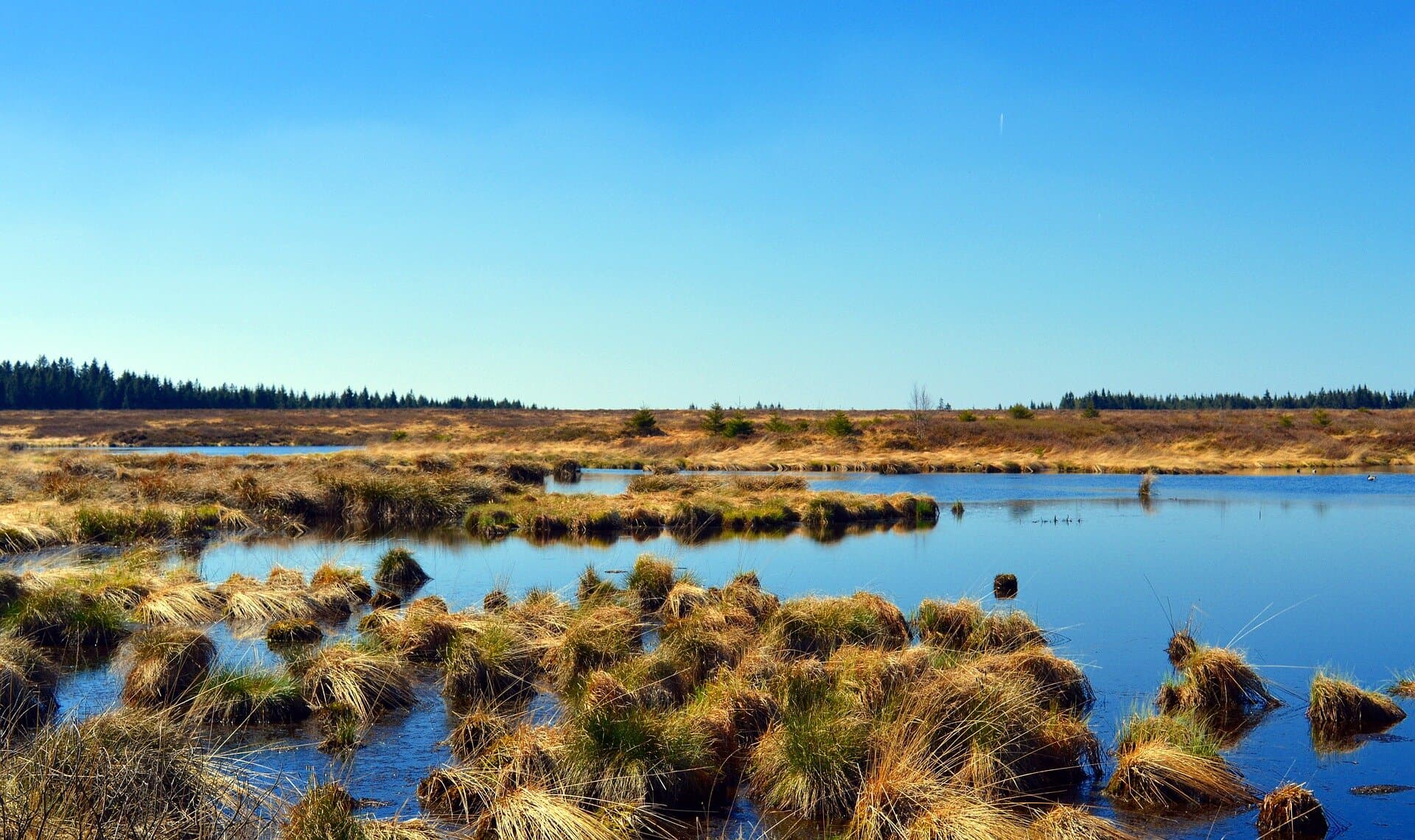 peat
