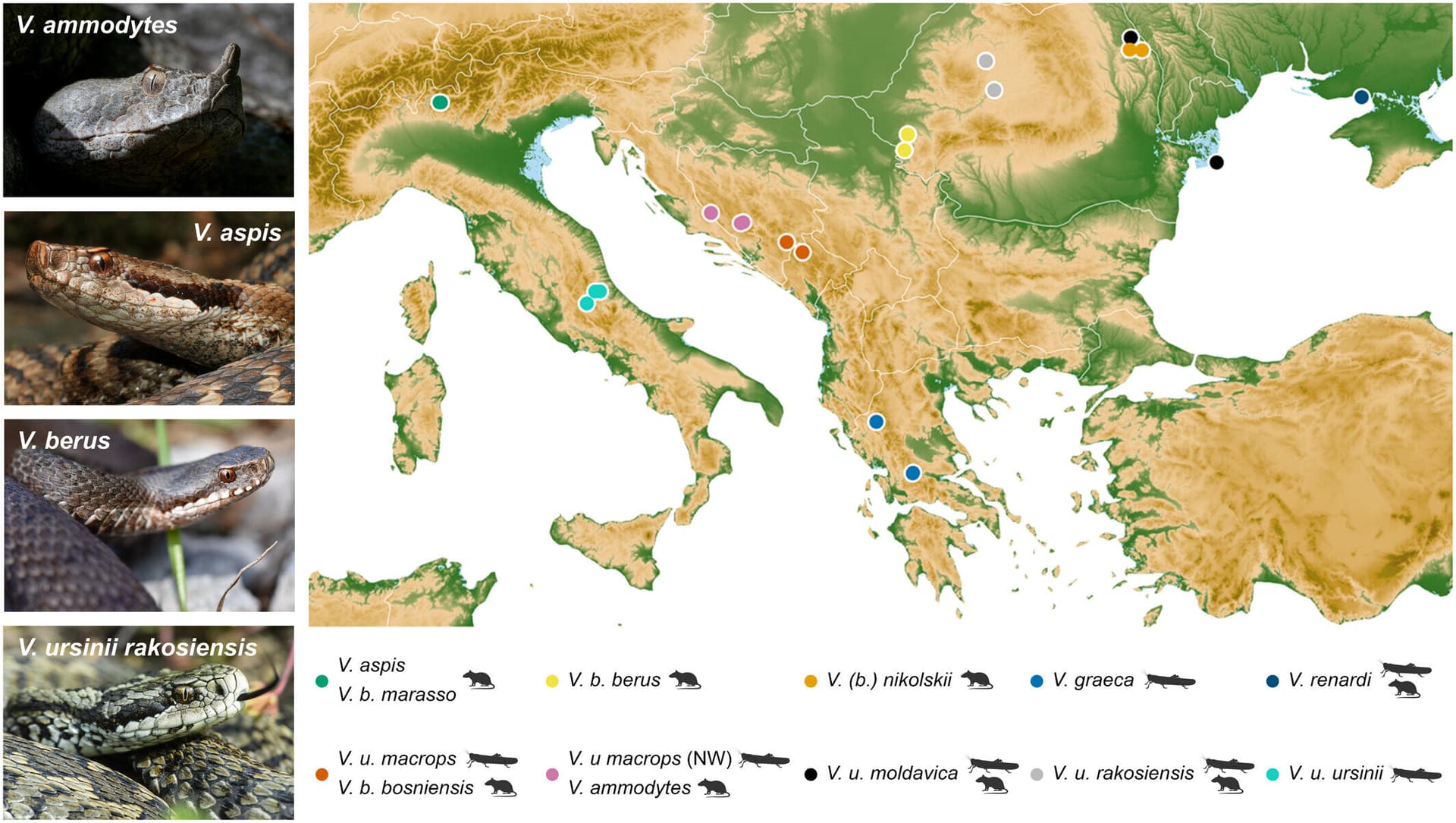 Pain wasn't the point: new study provides novel perspective on the story of snake venom evolution